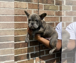 French Bulldog Puppy for sale in CONROE, TX, USA