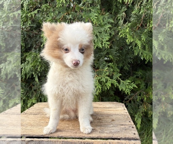 Medium Photo #5 Pomeranian Puppy For Sale in MIDDLEBURY, IN, USA