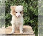 Small #4 Pomeranian