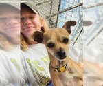Small #4 Chihuahua Mix