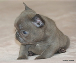 Small #4 French Bulldog