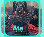 Puppy Ata America Bandogge Mastiff-Cane Corso Mix