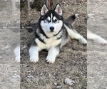 Small Photo #1 Siberian Husky Puppy For Sale in STAPLES, MN, USA