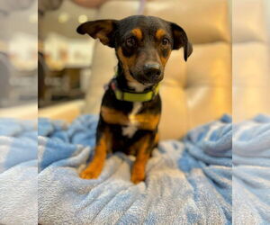 Chihuahua-Unknown Mix Dogs for adoption in Visalia, CA, USA