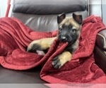 Small Photo #72 Belgian Malinois Puppy For Sale in REESEVILLE, WI, USA