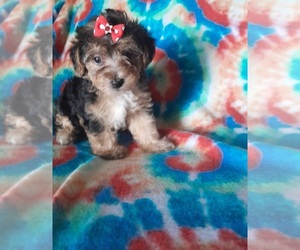 -Poodle (Toy) Mix Puppy for Sale in SHELBY, North Carolina USA