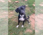 Small Mutt