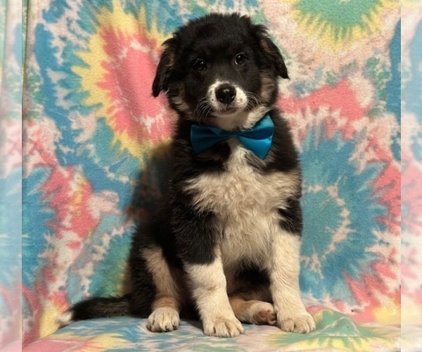 Medium Photo #1 Border Collie-Golden Retriever Mix Puppy For Sale in LANCASTER, PA, USA