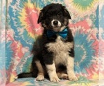 Small Photo #1 Border Collie-Golden Retriever Mix Puppy For Sale in LANCASTER, PA, USA