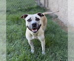 Small American Pit Bull Terrier
