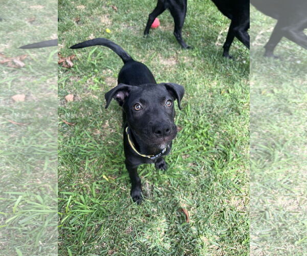 Medium Photo #3 Labrador Retriever-Unknown Mix Puppy For Sale in Virginia Beach, VA, USA