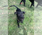Small #2 Labrador Retriever Mix