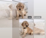Small Photo #1 Golden Retriever Puppy For Sale in ROCHESTER, NY, USA