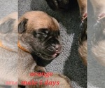 Small Photo #7 Mastiff Puppy For Sale in OXNARD, CA, USA