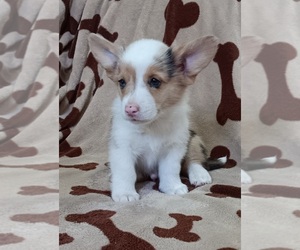 Medium Welsh Cardigan Corgi
