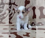 Puppy 2 Welsh Cardigan Corgi