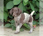 Small Photo #3 German Shorthaired Pointer Puppy For Sale in PARADISE, PA, USA