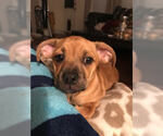 Small Photo #2 Buggs-Chiweenie Mix Puppy For Sale in FORNEY, TX, USA