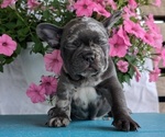 Small #8 French Bulldog