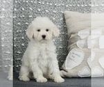 Puppy 6 Maltese-Poodle (Toy) Mix