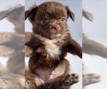 Small Photo #3 Chihuahua Puppy For Sale in BLACKSTONE, VA, USA