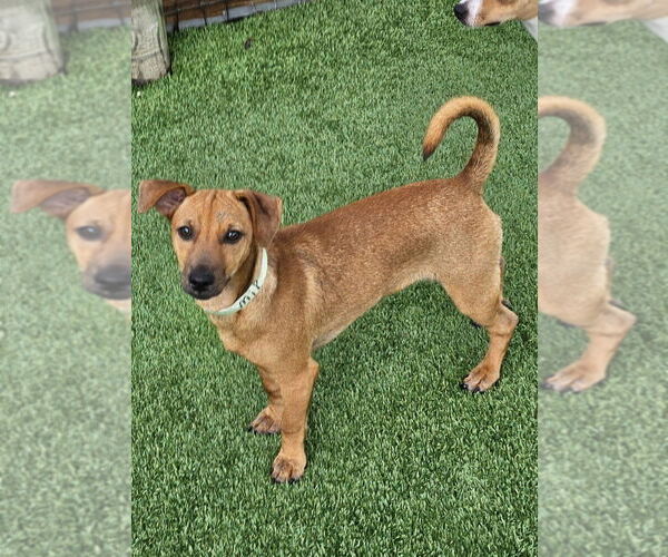 Medium Photo #2 Mutt Puppy For Sale in oakland, FL, USA