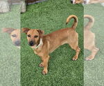 Small #1 Mutt