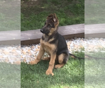 Small Photo #16 German Shepherd Dog Puppy For Sale in FAIR LAWN, NJ, USA