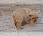 Small #6 French Bulldog