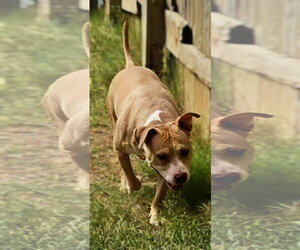 American Pit Bull Terrier-Unknown Mix Dogs for adoption in Jackson, MS, USA