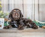 Small #1 Cocker Spaniel