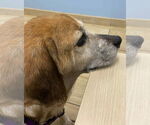 Small #3 Beagle