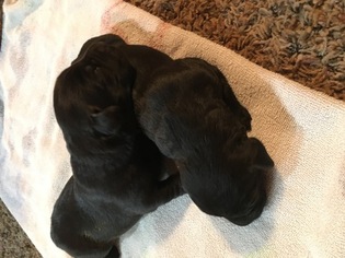 Labrador Retriever Puppy for sale in BRUSSELS, IL, USA