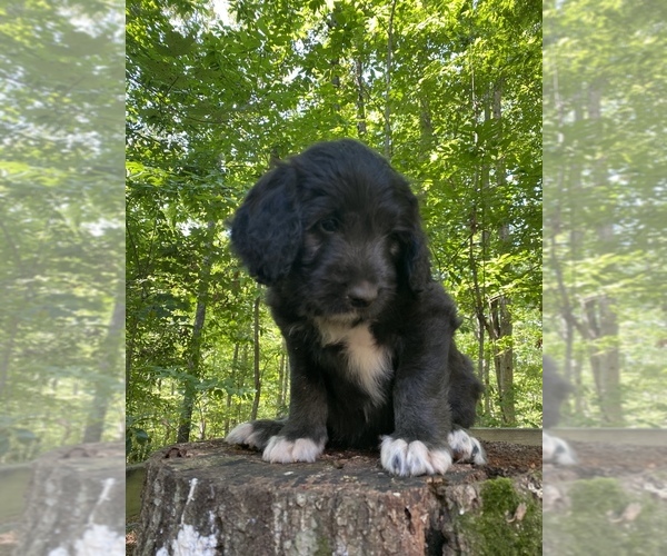 Medium Photo #20 Border Collie-Goldendoodle Mix Puppy For Sale in BLUE RIDGE, GA, USA