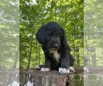 Small Photo #20 Border Collie-Goldendoodle Mix Puppy For Sale in BLUE RIDGE, GA, USA