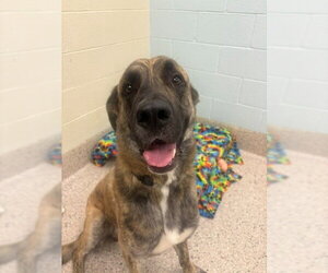 Great Dane-Unknown Mix Dogs for adoption in Brighton, CO, USA