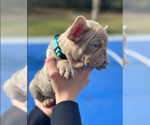 French Bulldog Puppy for sale in BROOKSVILLE, FL, USA