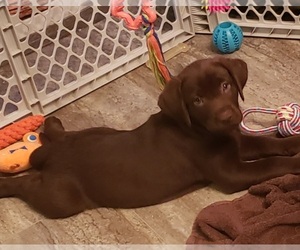 Chocolate Labrador retriever-Retriever Mix Puppy for sale in COLUMBIA, MO, USA