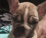 Small #4 French Bulldog