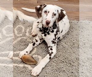 Dalmatian Dogs for adoption in Lee's Summit, MO, USA