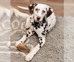 Small Photo #1 Dalmatian Puppy For Sale in Lee's Summit, MO, USA