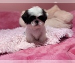 Small Photo #22 Shih Tzu Puppy For Sale in VENETA, OR, USA