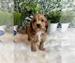Small Photo #4 Cockapoo Puppy For Sale in INDIANAPOLIS, IN, USA