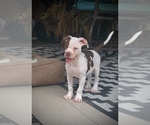 Small Photo #1 American Bulldog Puppy For Sale in CHATSWORTH, CA, USA