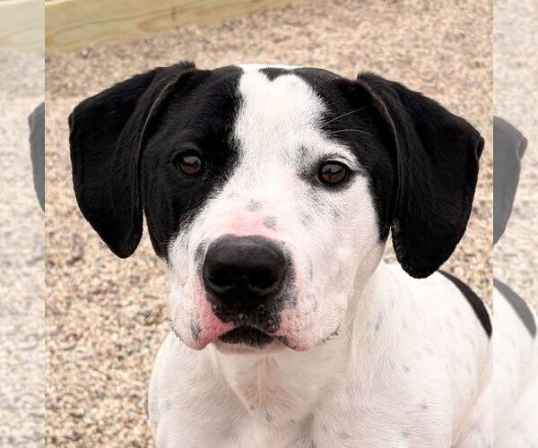 Medium Photo #1 Mutt Puppy For Sale in Jefferson, WI, USA