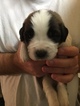 Small Photo #3 Saint Bernard Puppy For Sale in GOSHEN, IN, USA
