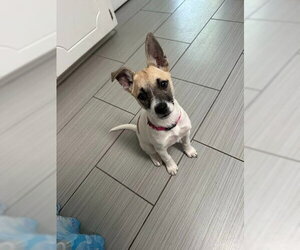 Rat Terrier-Unknown Mix Dogs for adoption in Oakhurst, NJ, USA
