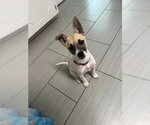 Small Rat Terrier Mix