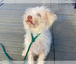 Small Poodle (Miniature) Mix