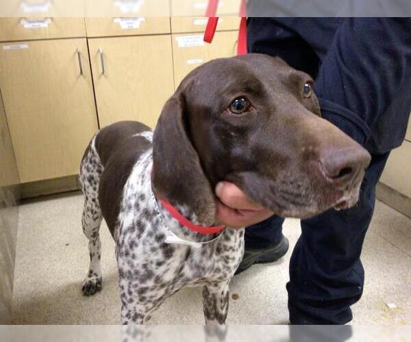 Medium Photo #1 German Shorthaired Pointer Puppy For Sale in Riverside, CA, USA